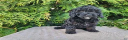 Mini Bernedoodle dogs for sale: Willow - Ad 3