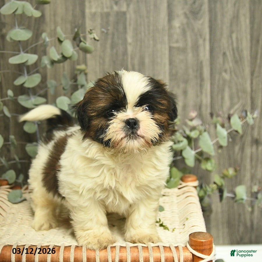 Shih Tzu dogs Rocky - Ad 1