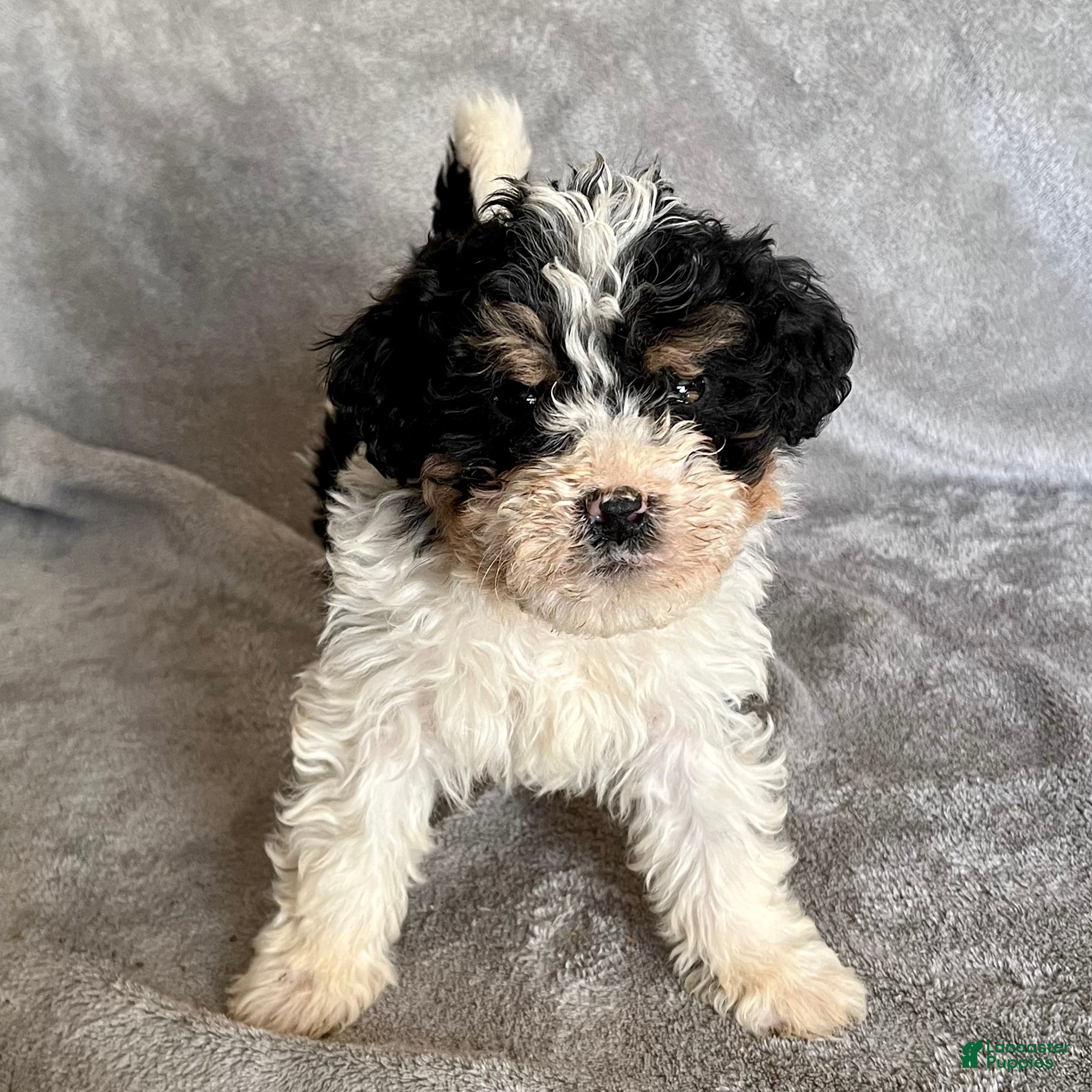Bernedoodle dogs Jax - Ad 42