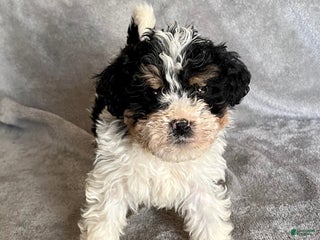 Bernedoodle dogs Jax - Ad 42