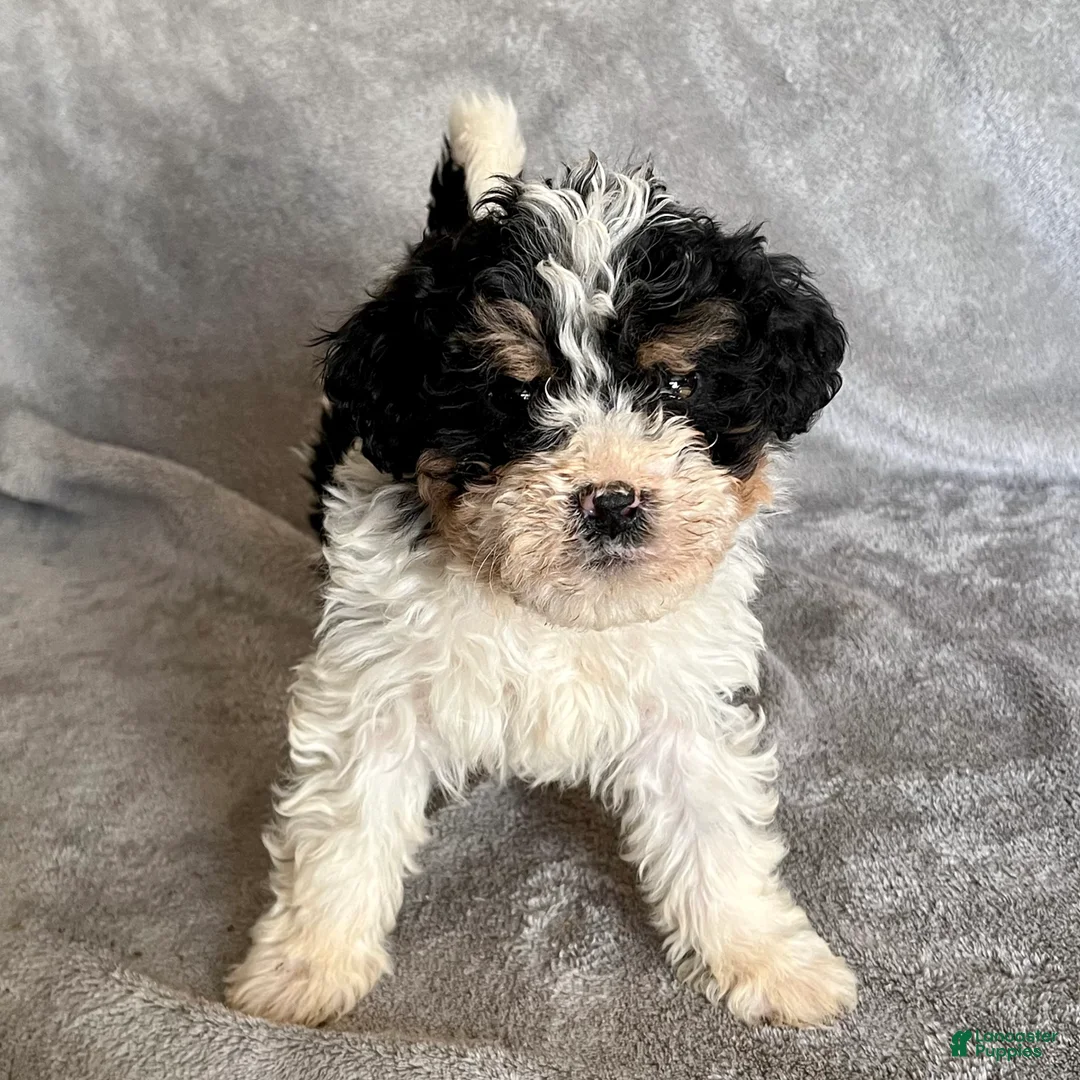 Bernedoodle dogs for sale: Jax updated pics - Ad 3