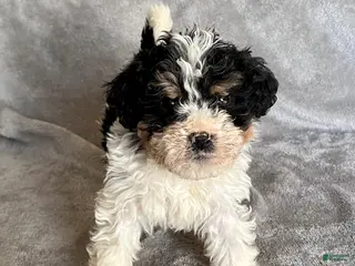 Bernedoodle dogs Jax - Ad 5