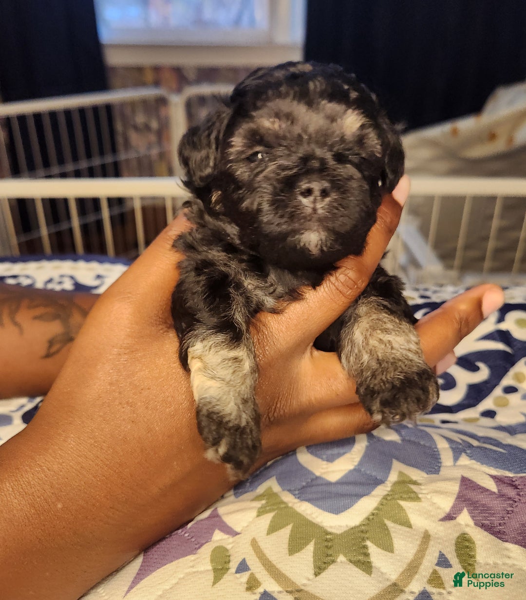 Shihpoo dogs for sale: Shihpoo Puppy 3 - Ad 2