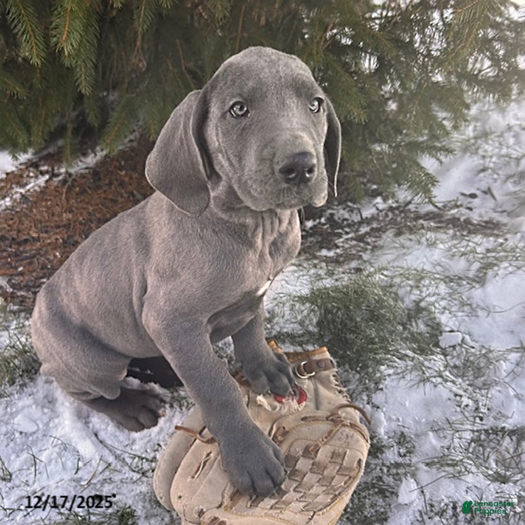 Great Dane dogs for sale: Sky - Ad 2