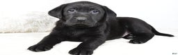 Labrador Retriever dogs for sale: Lucy - Ad 8