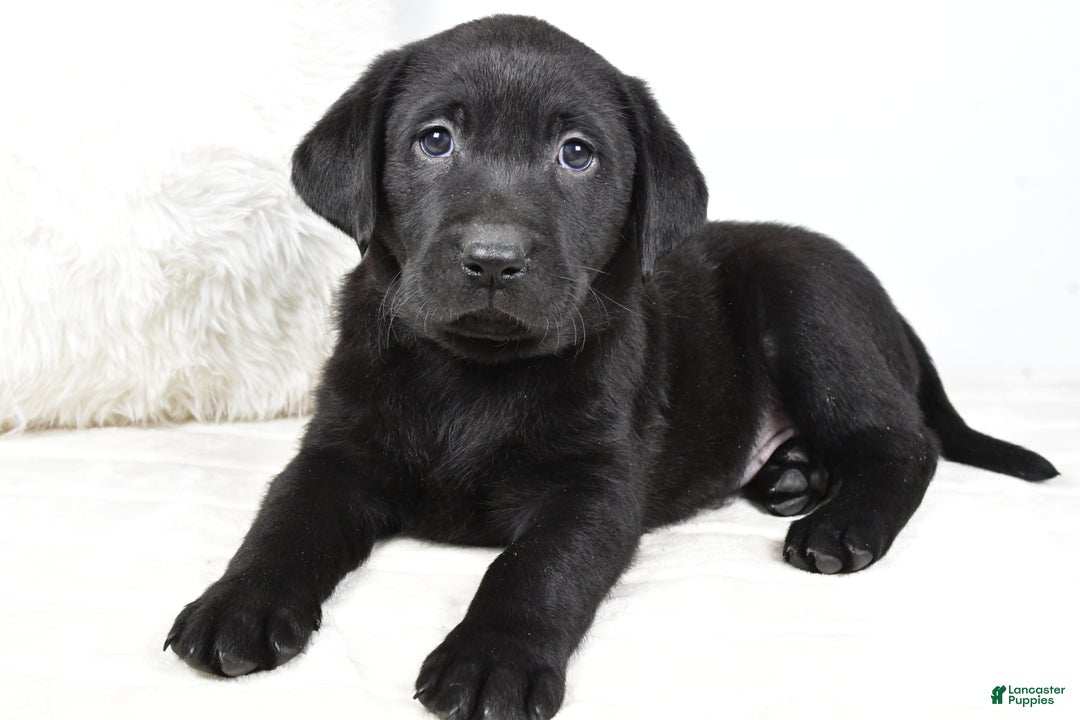 Labrador Retriever dogs for sale: Lucy - Ad 8