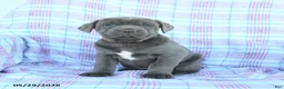 Cane Corso dogs for sale: Lucy - Ad 4
