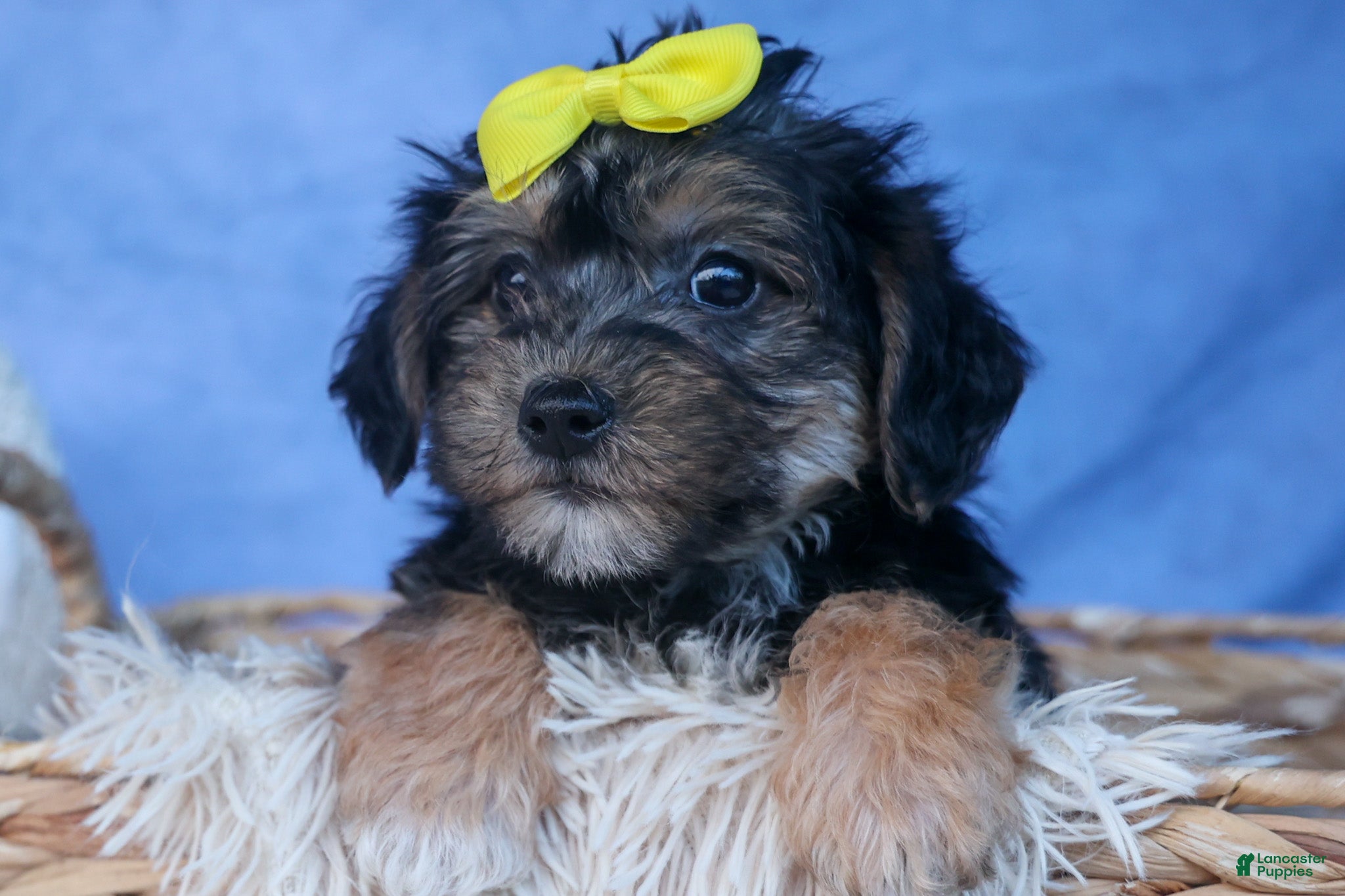 Yochon dogs MILO - Ad 2