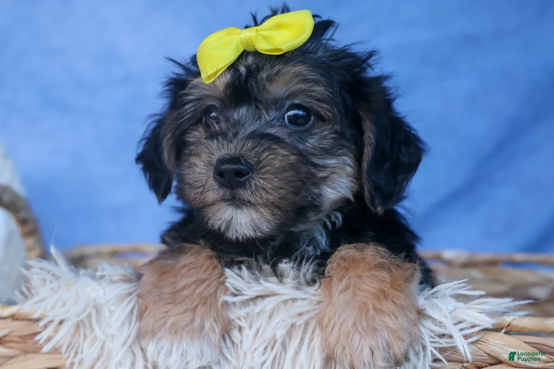 Yochon dogs for sale: MILO - Ad 2