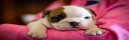 English Bulldog dogs for sale: Charlie  - Ad 4