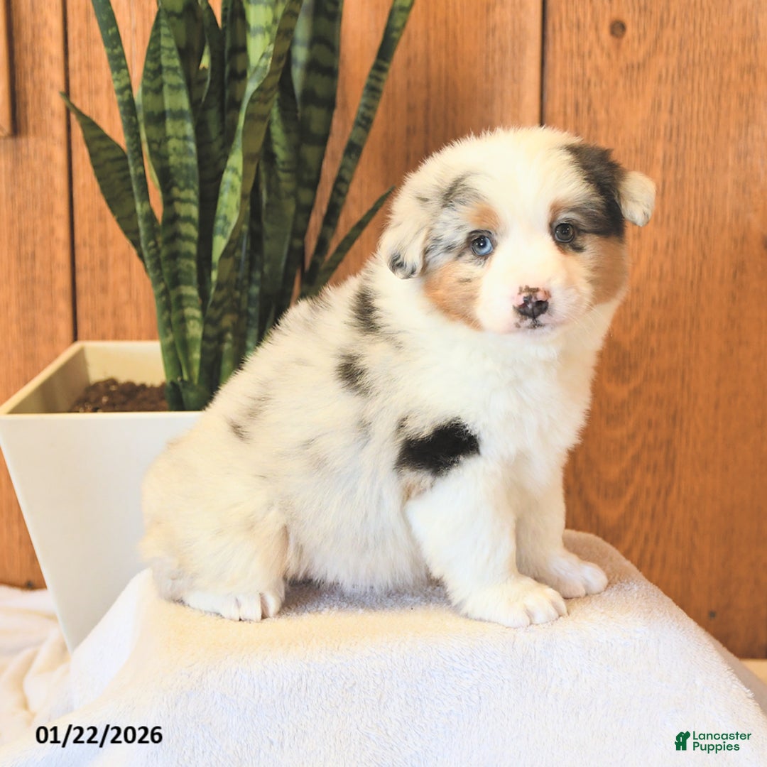 Miniature Australian Shepherd dogs for sale: Landon - Ad 3