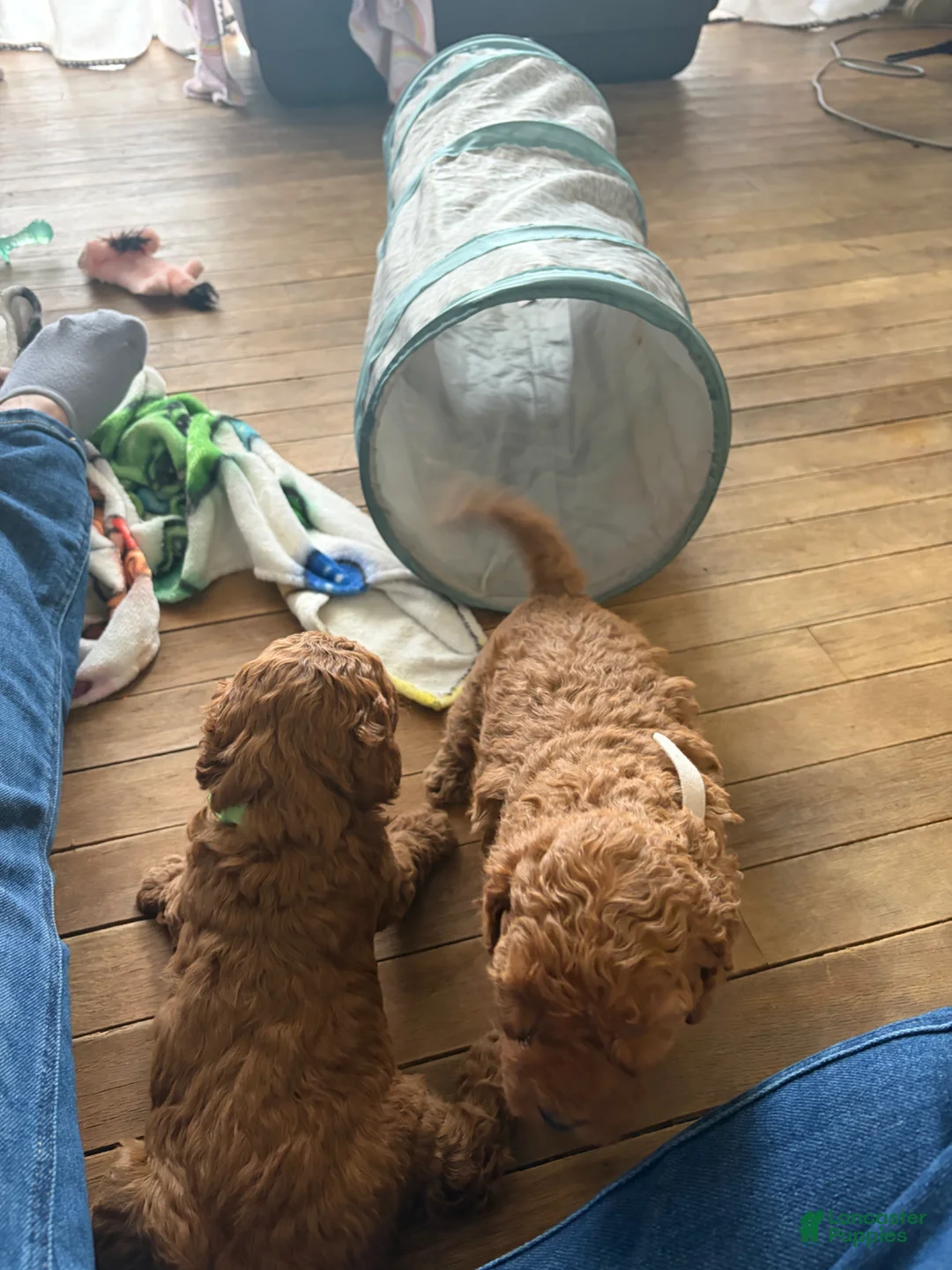Mini Goldendoodle dogs for sale: Mini Goldendoodle Puppy 2 - Ad 1