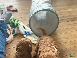 Mini Goldendoodle dogs Mini Goldendoodle Puppy 2 - Ad 38