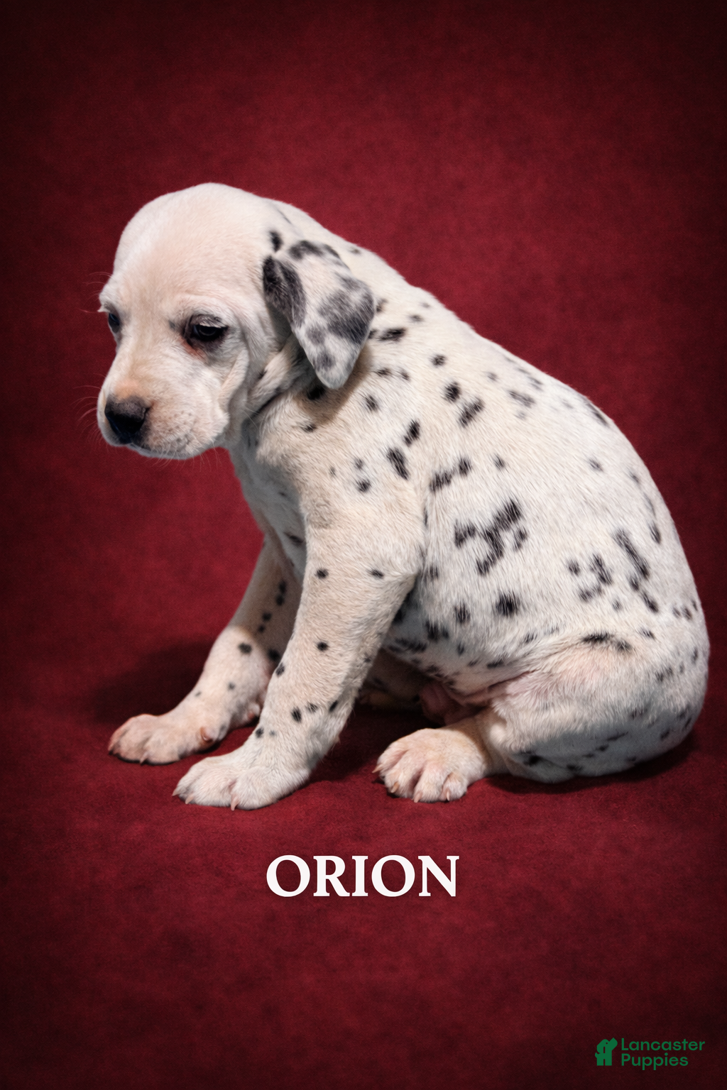 Dalmatian dogs Orion - Ad 1