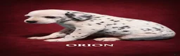 Dalmatian dogs for sale: Orion - Ad 1
