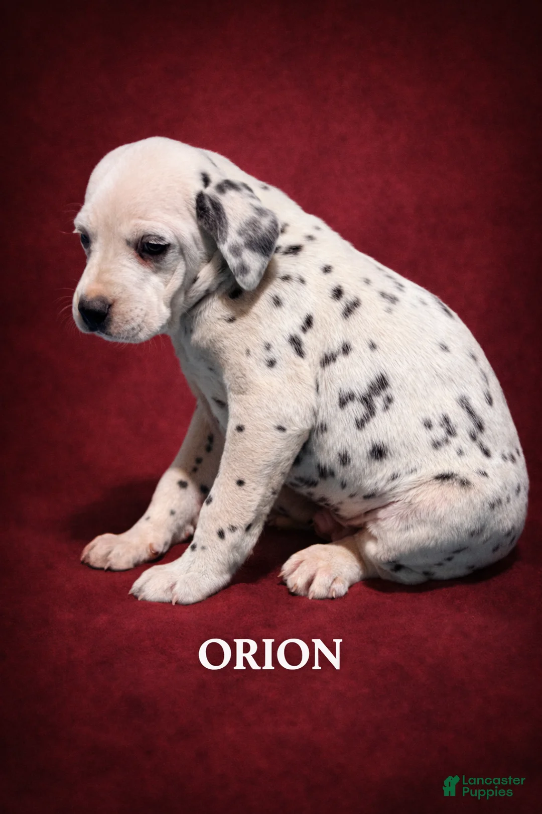Dalmatian dogs for sale: Orion - Ad 1
