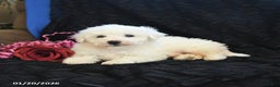Bichon Frise dogs for sale: Peanut   - Ad 2