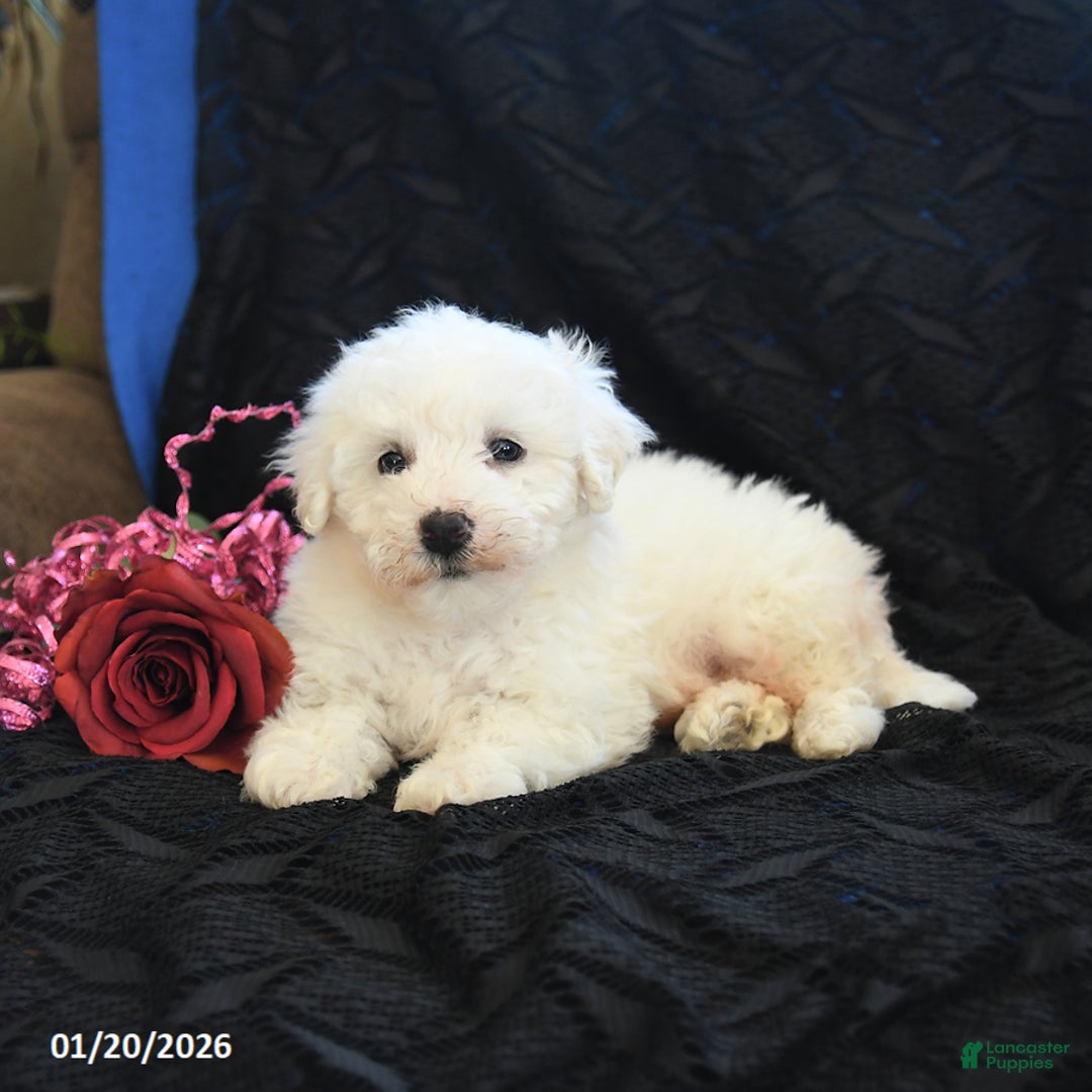 Bichon Frise dogs for sale: Peanut   - Ad 2