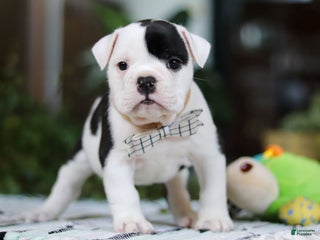 English Bulldog dogs Lacey - Ad 39
