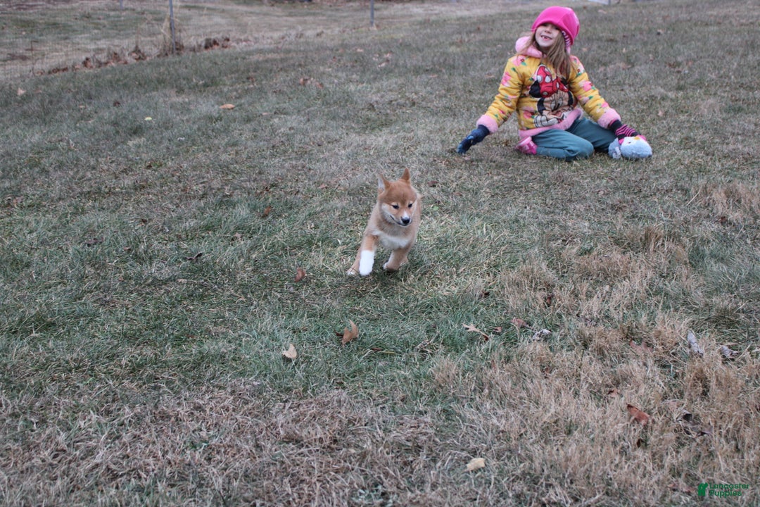 Shiba Inu dogs for sale: Wreath - Ad 10