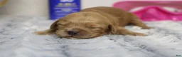 Cockapoo dogs for sale: Carrie - Ad 8