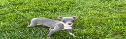 Italian Greyhound dogs for sale: Sydney  - Ad 3
