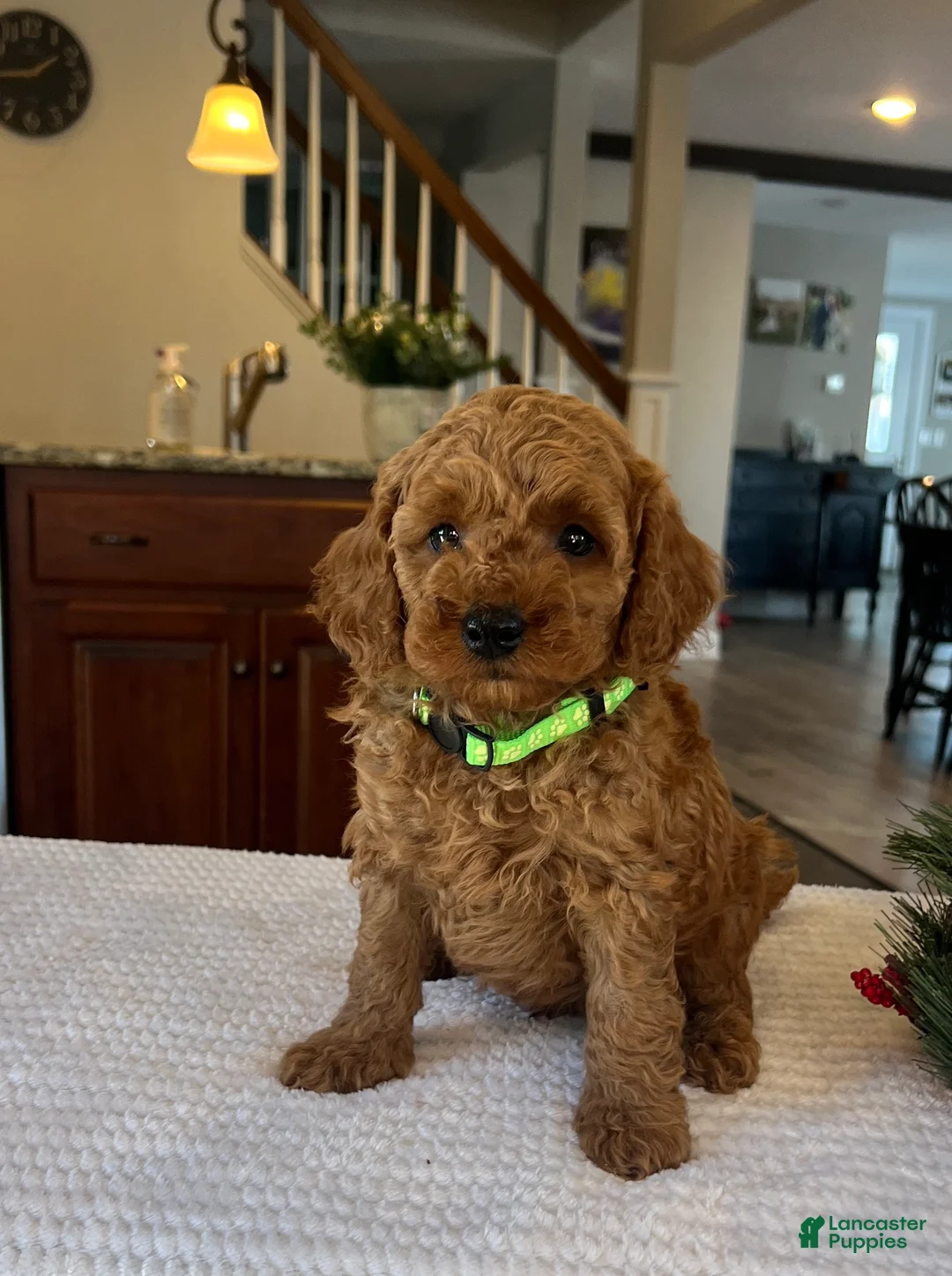 Mini Goldendoodle dogs for sale: Buddy - Ad 2
