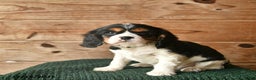Cavalier King Charles Spaniel dogs for sale: Owen  - Ad 3