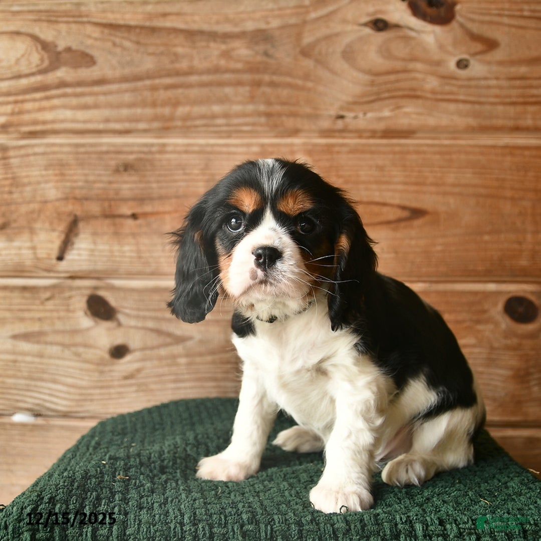 Cavalier King Charles Spaniel dogs for sale: Owen  - Ad 3