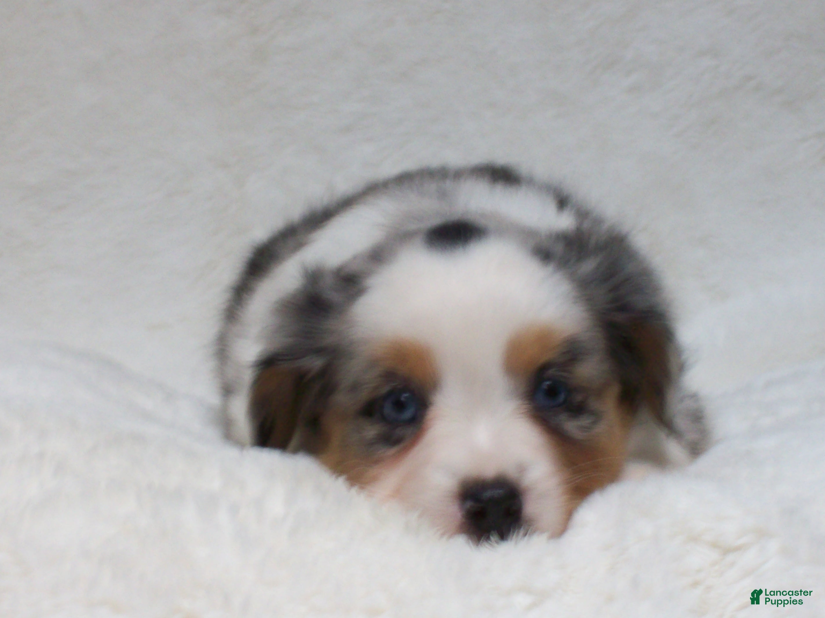 Miniature Australian Shepherd dogs for sale: Brenda - Ad 2