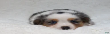 Brenda