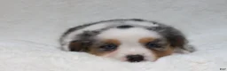 Miniature Australian Shepherd dogs for sale: Brenda - Ad 1
