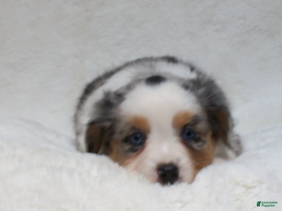 Miniature Australian Shepherd dogs for sale: Brenda - Ad 1