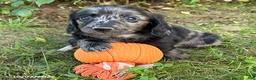 Dachshund dogs for sale: Truffles - Ad 3