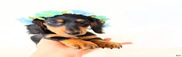 Miniature Dachshund dogs for sale: AKC Badger - Ad 2