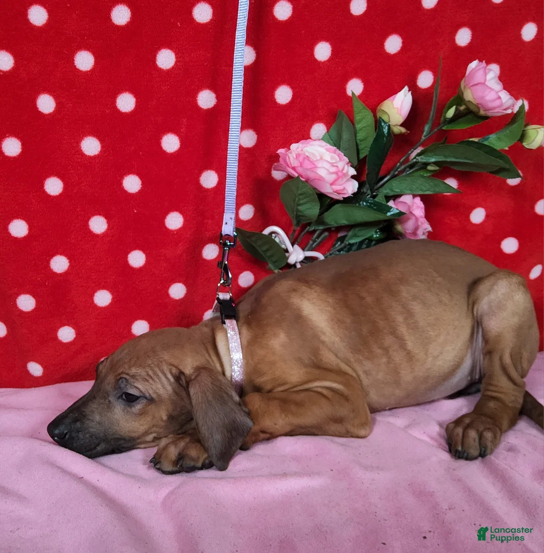 Rhodesian Ridgeback dogs for sale: Roxy - Ad 7