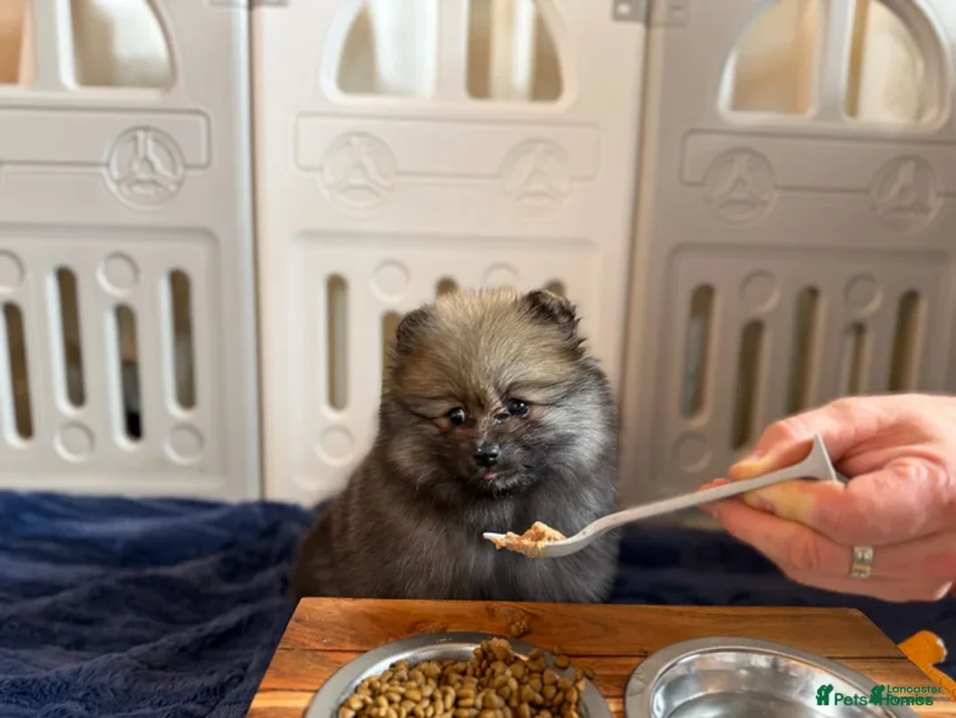 Pomeranian dogs for sale: Greg - Ad 21
