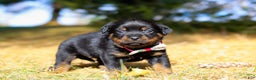Rottweiler dogs for sale: Roxie - Ad 2