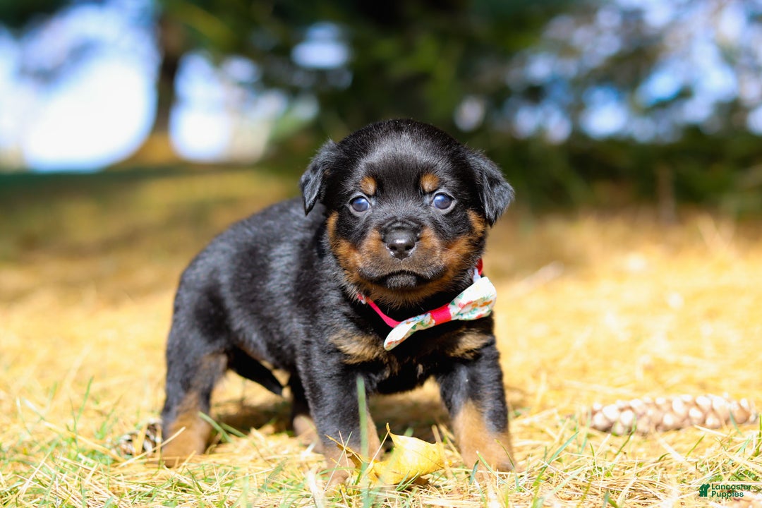 Rottweiler dogs for sale: Roxie - Ad 2