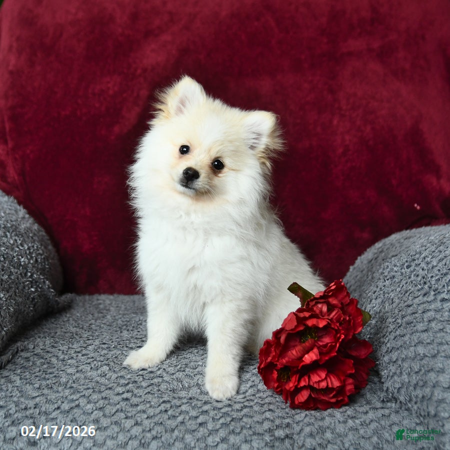 Pomeranian dogs Fluffy - Ad 2