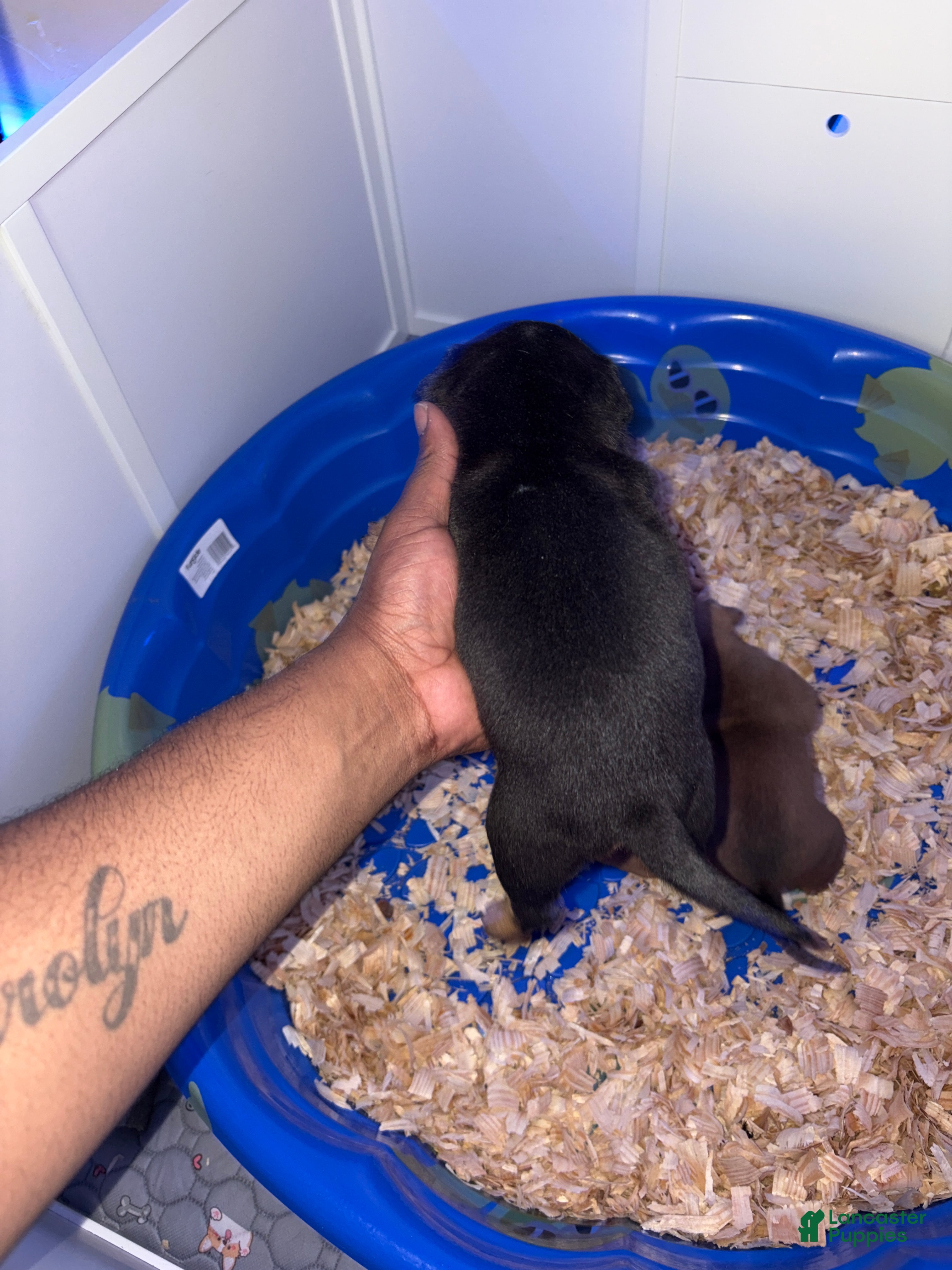 American Bully dogs American Bully Black Tri Male - Ad 10