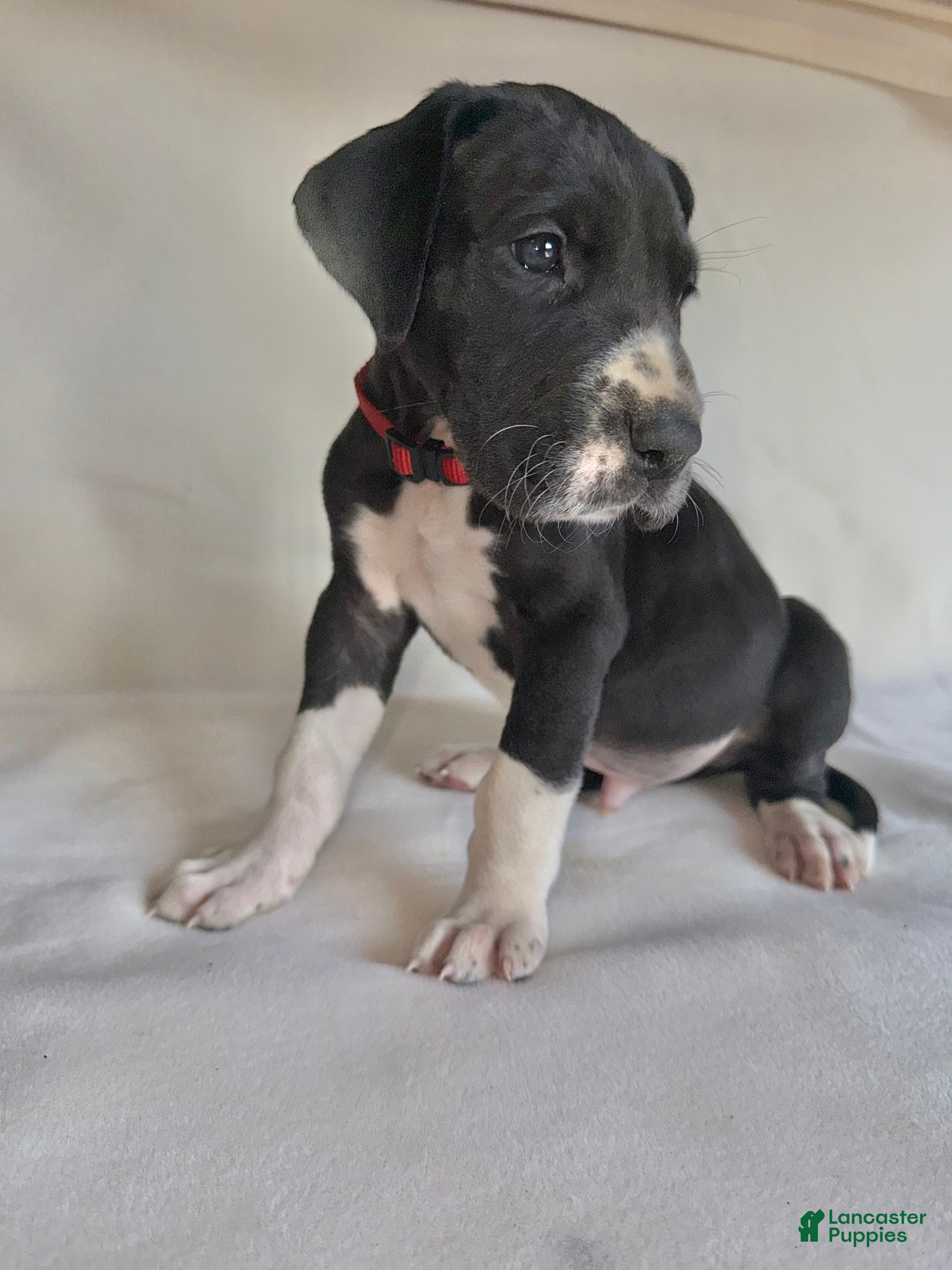 Great Dane dogs Chip-red - Ad 40