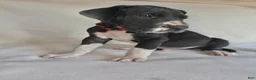 Great Dane dogs for sale: Chip-red - Ad 1