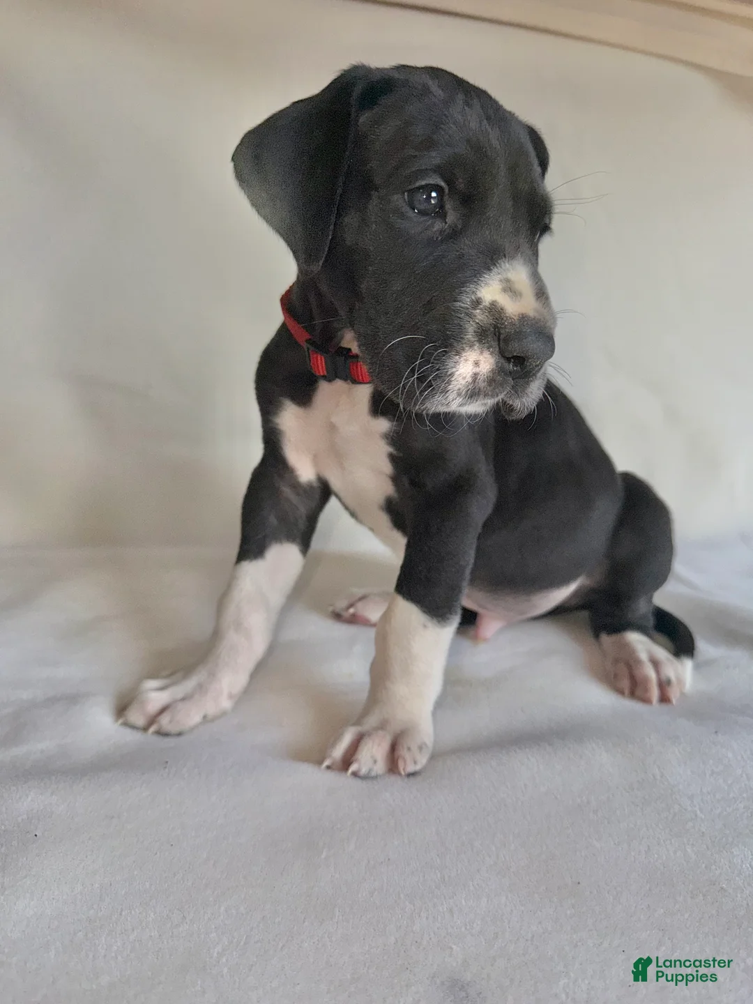 Great Dane dogs for sale: Chip-red - Ad 1