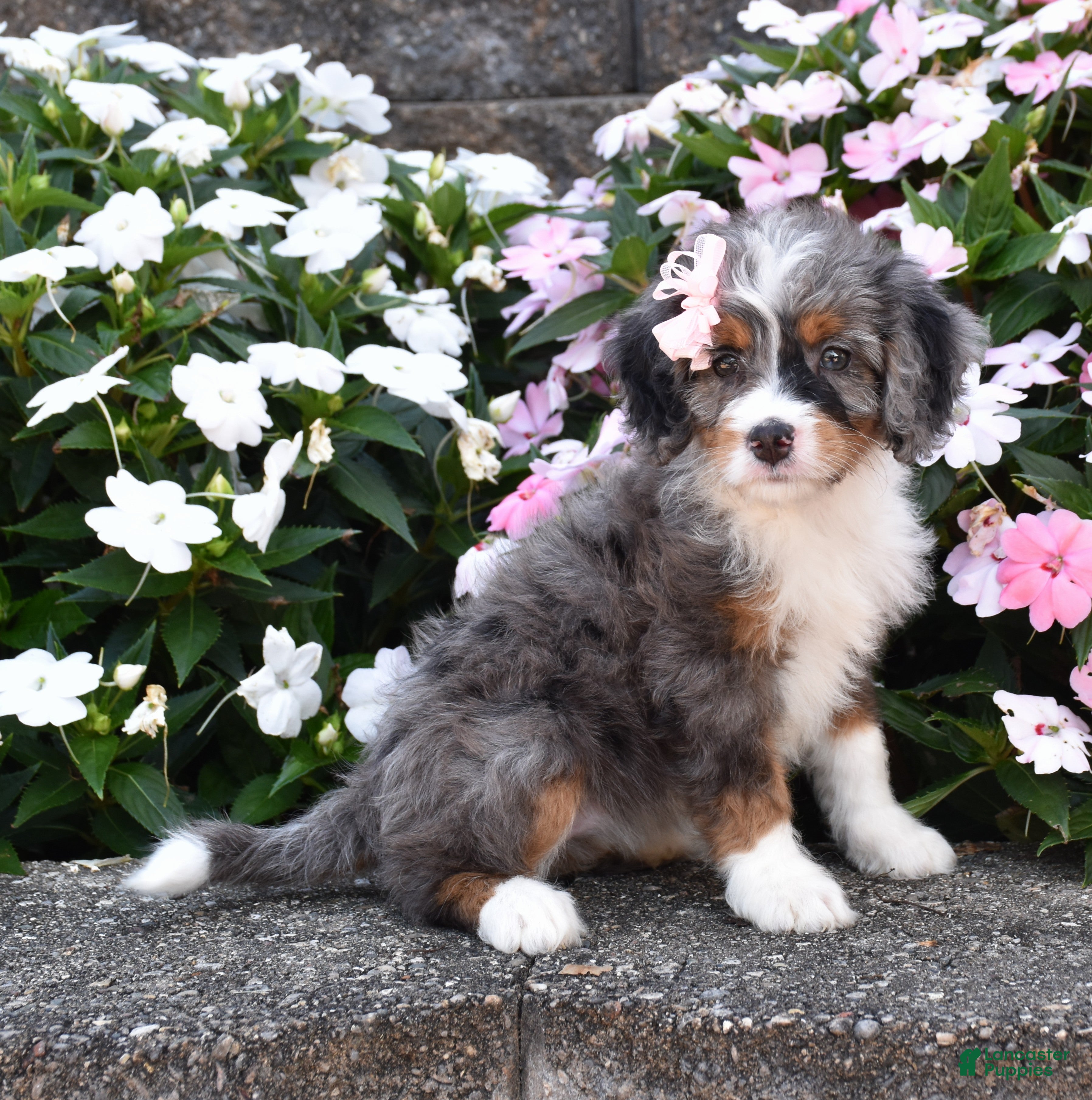 Mini Bernedoodle dogs Bubbles - Ad 1