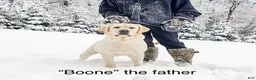 Labrador Retriever dogs for sale: Bentley - Ad 13