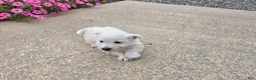 West Highland Terrier dogs for sale: Parker - Ad 6
