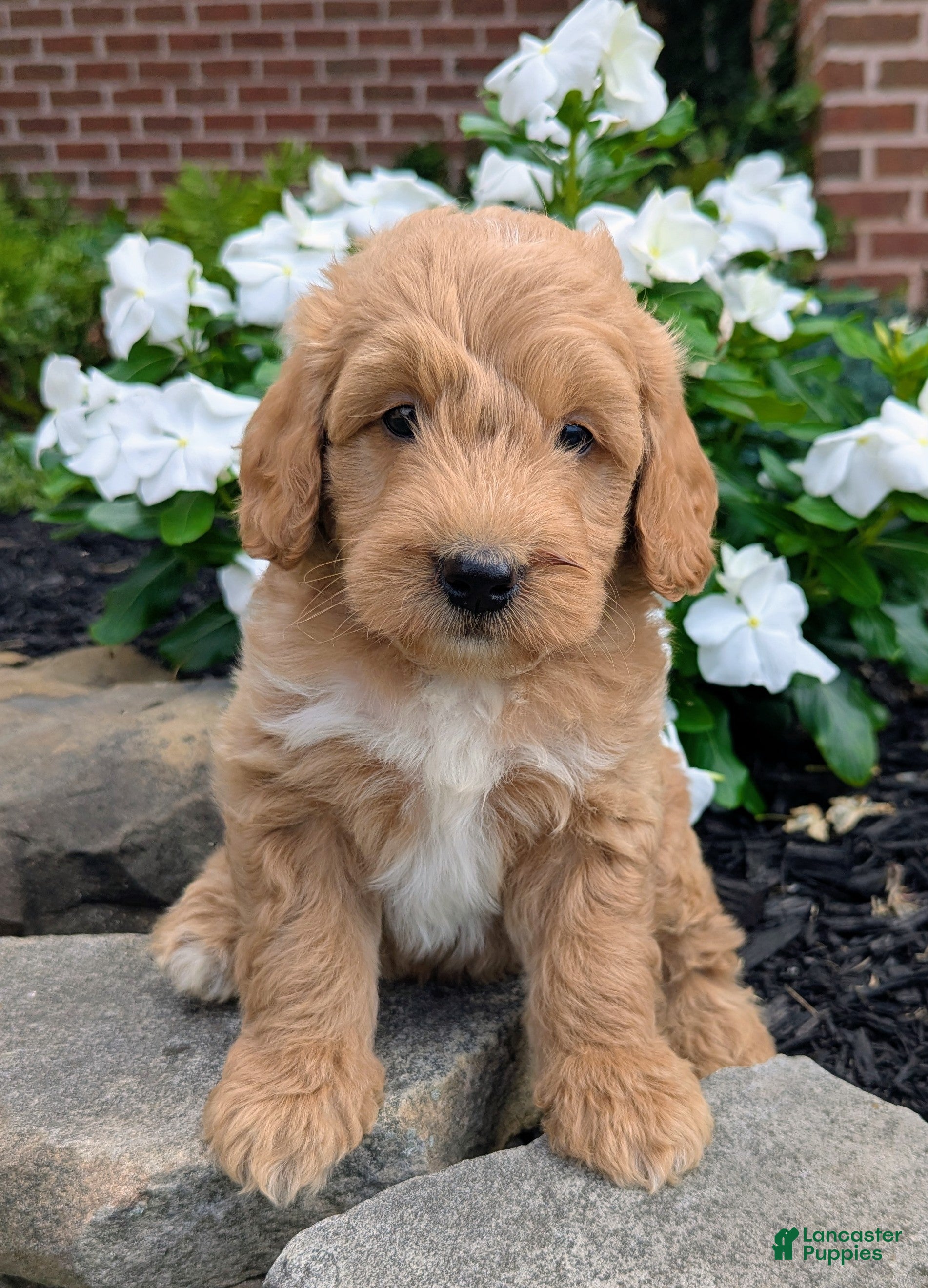 Mini Goldendoodle dogs Prince F1B - Ad 1