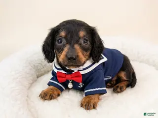 Miniature Dachshund dogs Uno - Ad 20