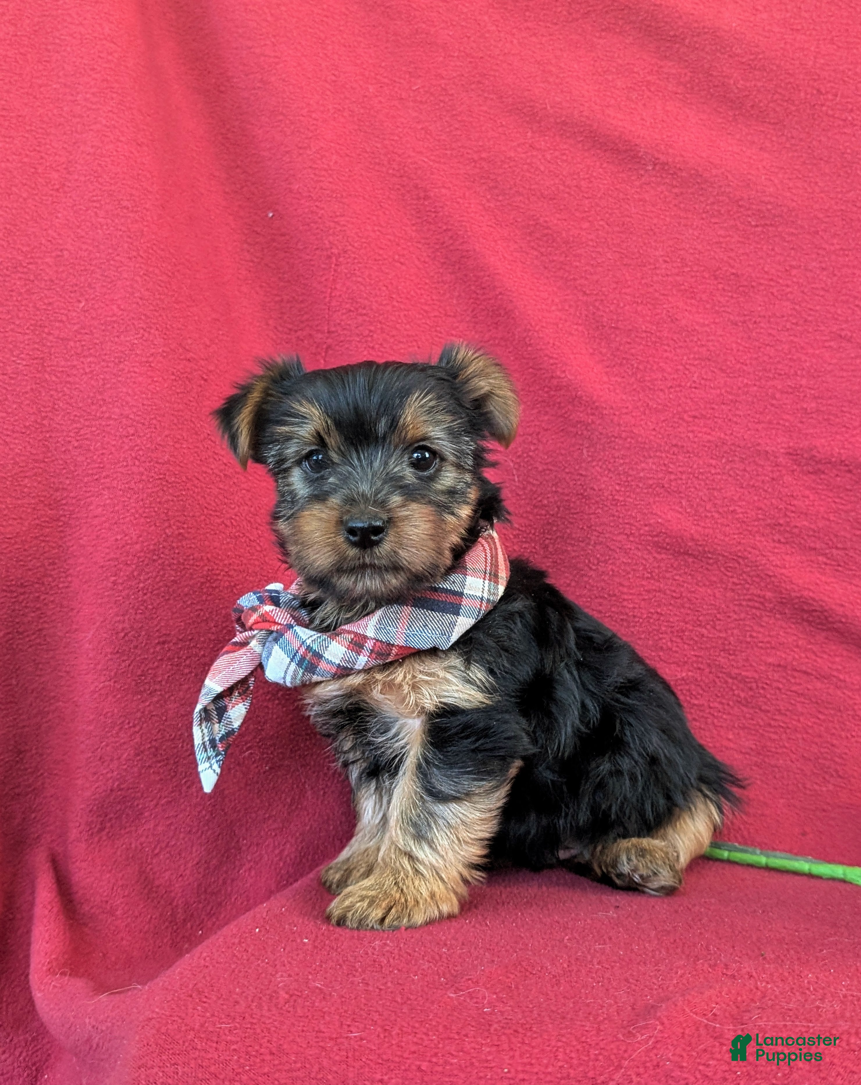 Yorkshire Terrier dogs Kennedy - Ad 1